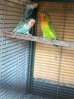 3 zeer mooie jonge ficherie's., Tam