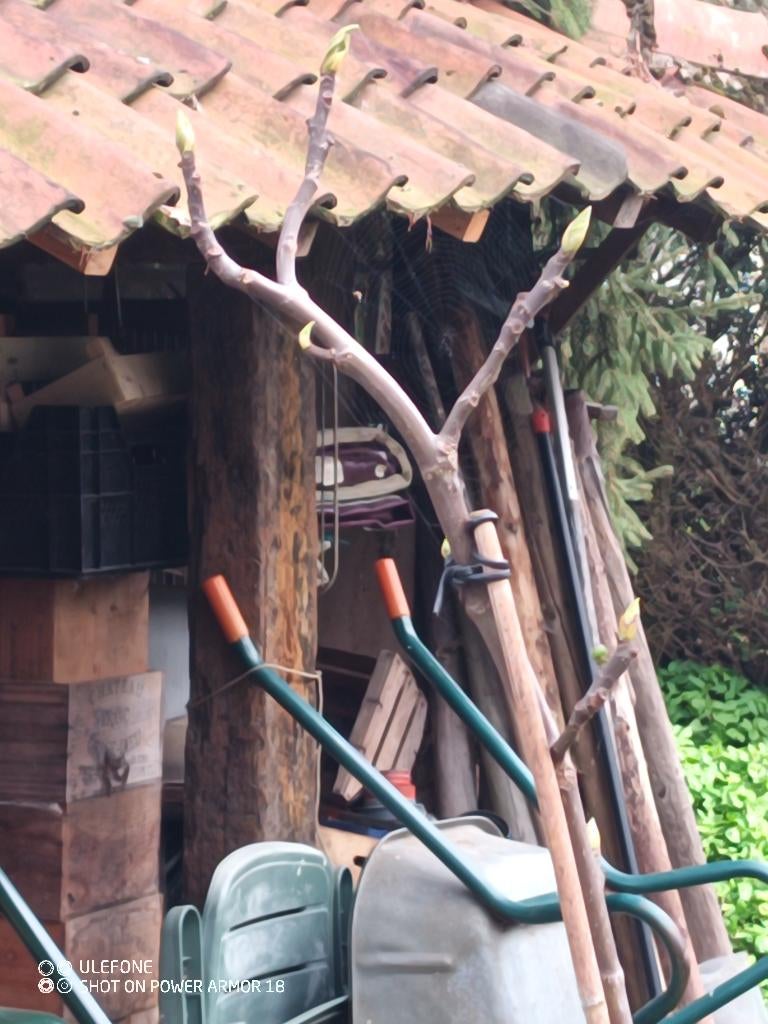 vijgenboom ( 4 stuks) zeer lekker, Jardin & Terrasse, Plantes | Arbres fruitiers, Enlèvement, Figuier