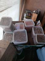 Meel wormen en insecten voer