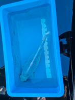 Japanse koi Asagi, Dieren en Toebehoren, Karper of Koi