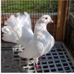 Magnifique pigeons queue de paon de Rouen français X fantail, Animaux & Accessoires, Oiseaux | Pigeons, Plusieurs animaux, Autres espèces