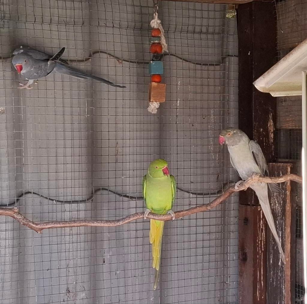 3 Halsband parkieten, Dieren en Toebehoren, Vogels | Parkieten en Papegaaien