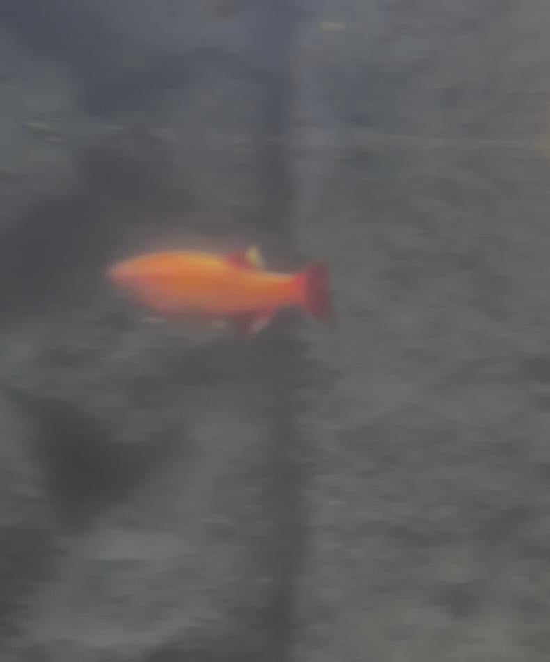 5x golden danios, Animaux & Accessoires, Poisson, Poisson d'eau douce, Banc de poissons