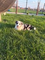 Blue merle teefje, Animaux & Accessoires, Chienne, Belgique, 8 à 15 semaines, Taille moyenne