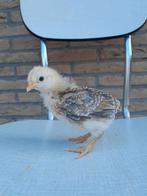 Groenlegger kuikens, Dieren en Toebehoren, Geslacht onbekend, Kip