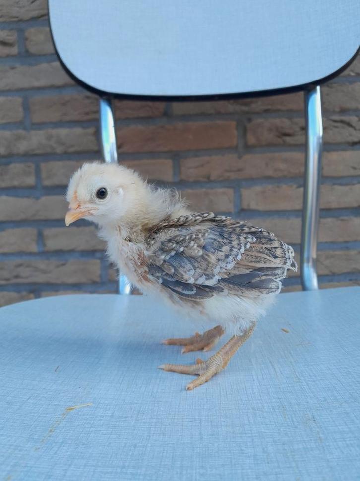 Groenlegger kuikens, Dieren en Toebehoren, Pluimvee, Kip, Geslacht onbekend