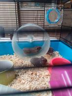 nestje 3 rusische dwerghamsters, Dieren en Toebehoren, Knaagdieren, Hamster, Februari, Meerdere dieren, Tam