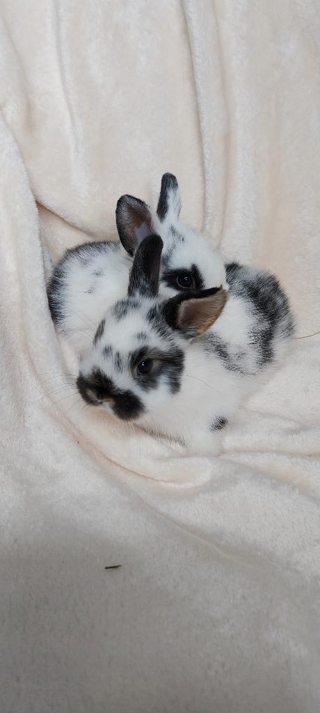 Minilop +rex gevaccineerd, Animaux & Accessoires, Lapins, 0 à 2 ans