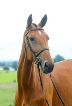 Brookmare Chacoon Blue x Sandro Boy, Animaux & Accessoires, Chevaux, Jument, 175 cm ou plus, Cheval de saut, 7 à 10 ans