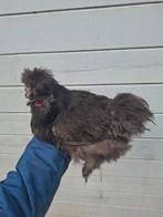 Usa zijdehoen haan, Dieren en Toebehoren, Mannelijk, Kip