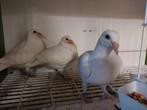 Prachtige witte postduiven, reisduiven, geringd.