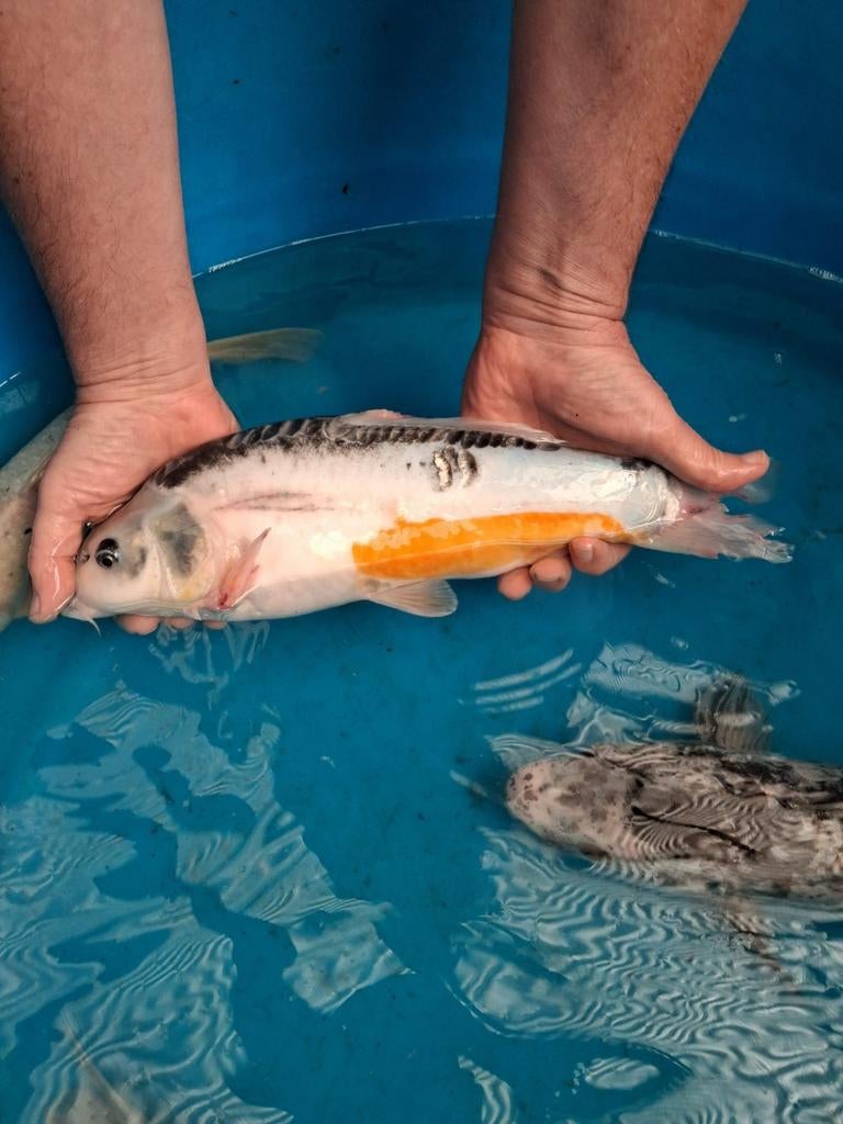 Koi 40 cm, Dieren en Toebehoren, Vissen | Vijvervissen