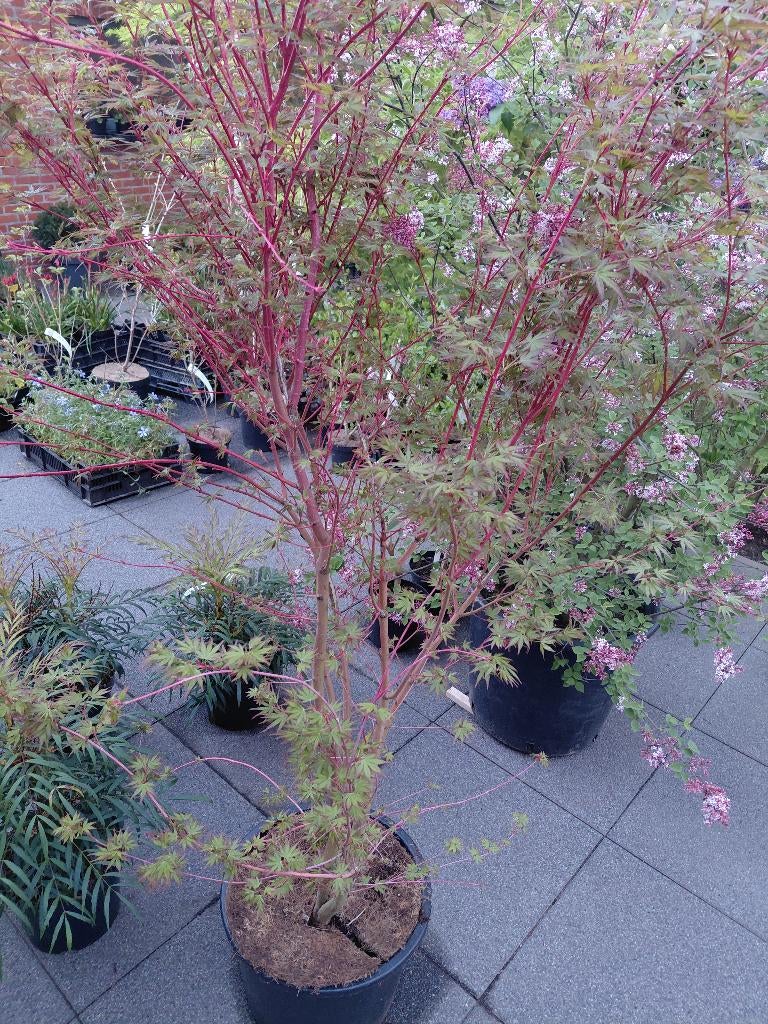 Acer Sango Kaku, Ophalen, Winter
