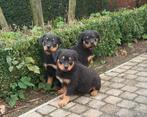 chiots rottweiler, Plusieurs, Belgique, Plusieurs animaux, 8 à 15 semaines
