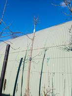 Bolcatalpa stamhoogte 220 cm, Tuin en Terras, Planten | Bomen, Ophalen, In pot, Bolboom, 100 tot 250 cm