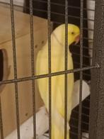 V ou e perruche à collier mal, Animaux & Accessoires, Enlèvement