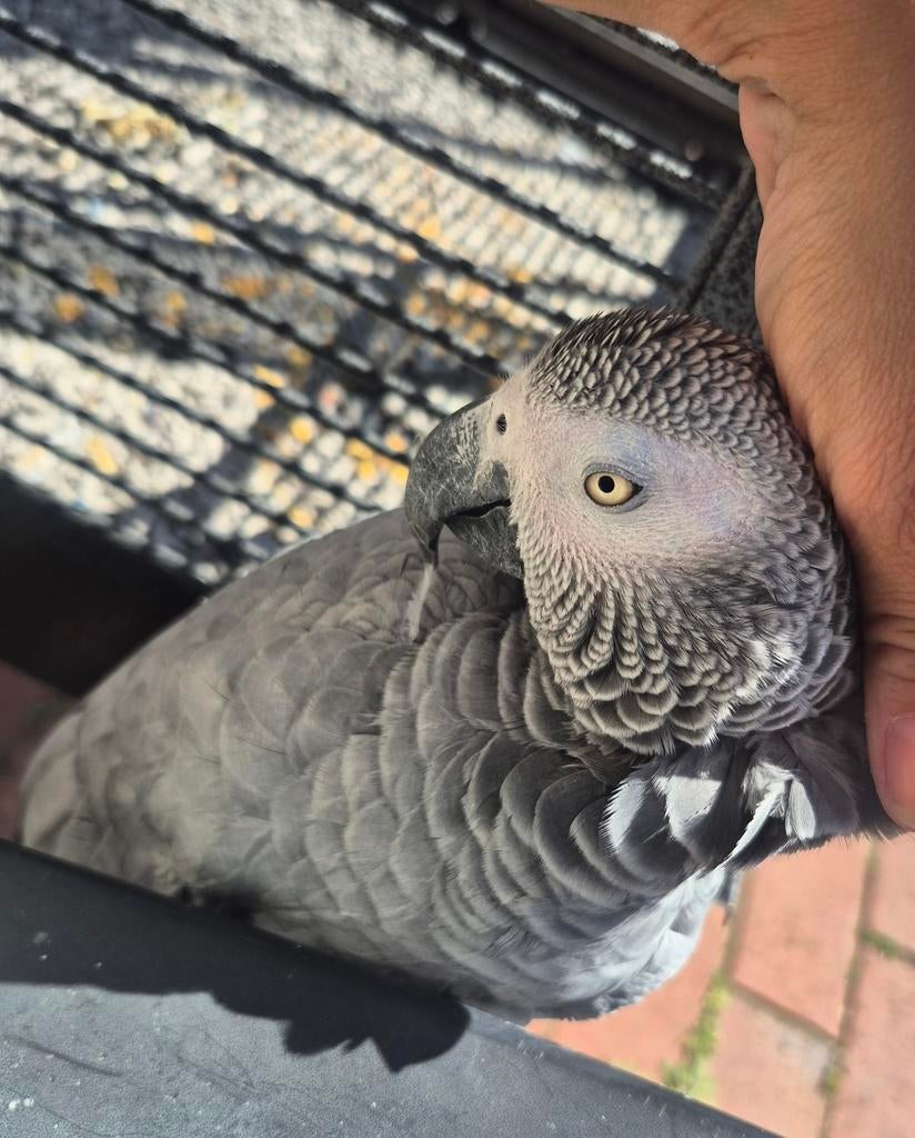 Roodstaart papegaai vrouwtje 13 jaar, Dieren en Toebehoren, Papegaai, Tam