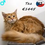 Taz, Magnifique Maine Coon à vendre, Chat, Vermifugé, 0 à 2 ans
