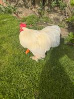 Cochin kriel haantje, Dieren en Toebehoren, Pluimvee