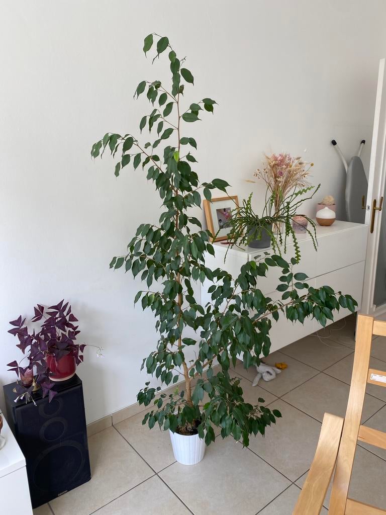 Ficus 1m90, Huis en Inrichting, Kamerplanten, Ophalen, Ficus, In pot, 150 tot 200 cm