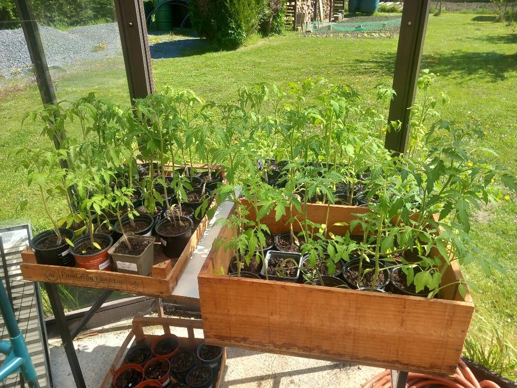 Plants de tomates, Ophalen, Volle zon, Groenteplanten, Eenjarig