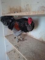 Te koop zing haan zing op 40 op het uur  tel 0479263152, Dieren en Toebehoren, Pluimvee