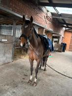 5jarige springmerrie (2021), Dieren en Toebehoren, Ophalen, Zo goed als nieuw