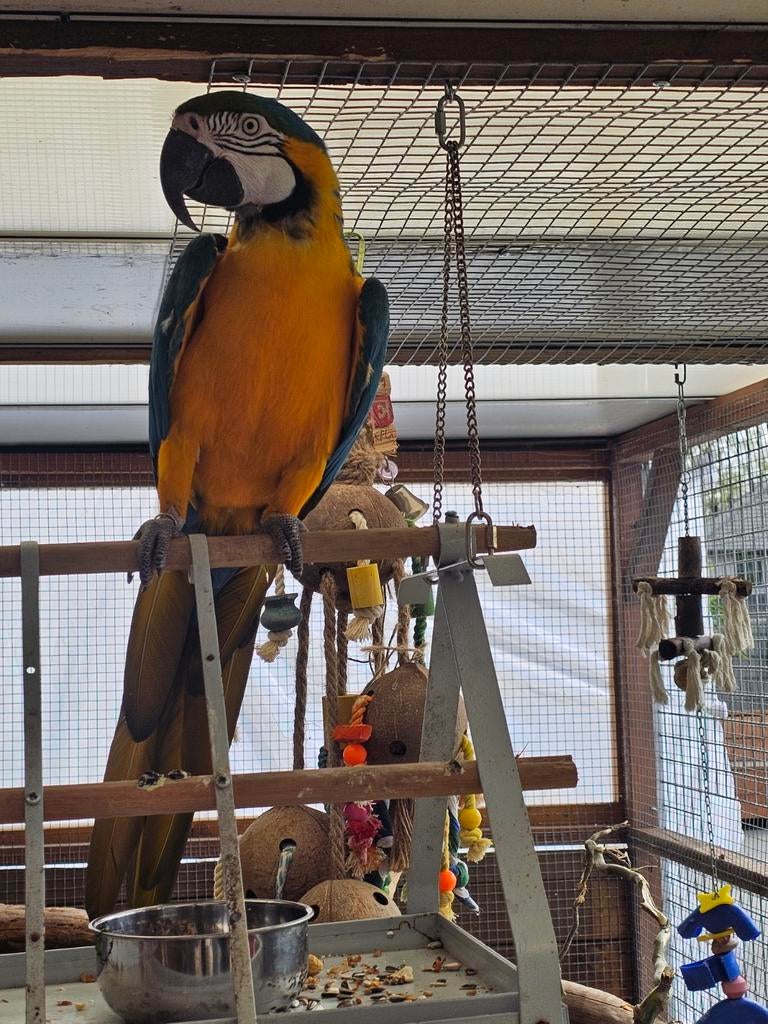 Blauwgele ara, Animaux & Accessoires, Oiseaux | Perruches & Perroquets