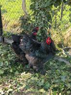 Broedeieren brahma zwart, Dieren en Toebehoren