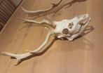 Damherten schedel., Ophalen, Nieuw, Hert, Schedel