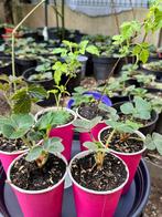 Te koop: Fruitplanten pakket – €10!, Tuin en Terras, Planten | Tuinplanten, Ophalen of Verzenden, Fruitplanten