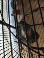 Tam praten Papegaaien, Tam