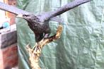 grand aigle en bronze sur socle signé , MOIGNIEZ ., Antiquités & Art, Enlèvement ou Envoi, Bronze
