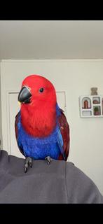 Jeune perroquet eclectus, Femelle, Perroquet, Bagué