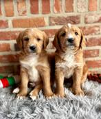 Beaux chiots labradoodle (labrador x caniche), Labrador retriever, Plusieurs, Hépatite contagieuse (maladie de Rubarth), Belgique
