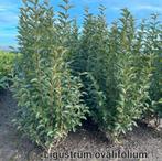 ‼️Ligustrum Ovalifolium aan promoprijzen ‼️, Ophalen, Taxus