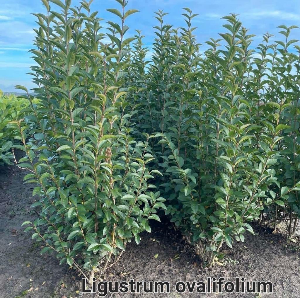 ‼️Ligustrum Ovalifolium aan promoprijzen ‼️, Tuin en Terras, Planten | Struiken en Hagen, Taxus, Ophalen