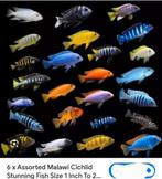 Cichlid, Dieren en Toebehoren