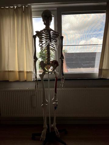 Skelet anatomie 180cm, Enlèvement, Comme neuf