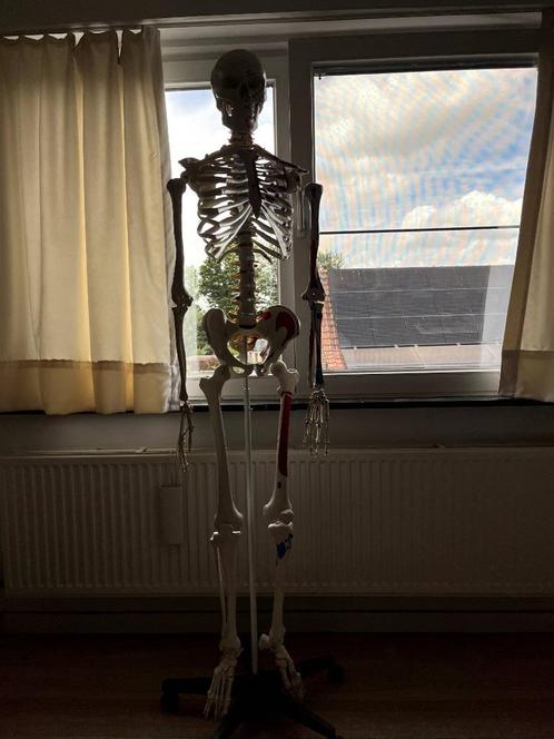 Skelet anatomie 180cm, Diversen, Schoolbenodigdheden, Zo goed als nieuw, Ophalen