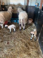 walliser schwarznase schapen, Dieren en Toebehoren, Schapen, Geiten en Varkens, Meerdere dieren, Schaap, 0 tot 2 jaar