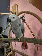 super tamme Grijze roodstaart van 8 maanden oud, Dieren en Toebehoren, Vogels | Parkieten en Papegaaien, Geslacht onbekend, Papegaai