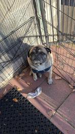 Mops hond, Ophalen, Zo goed als nieuw