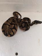 1.0 confusion enchi het desert ghost