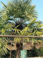 prachtige palmbomen, Tuin en Terras, Planten | Bomen, 250 tot 400 cm, Zomer, Palmboom, Ophalen