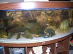 Aquarium Jewel + Onderkast + Materiaal, Ophalen, Gebruikt, Leeg aquarium