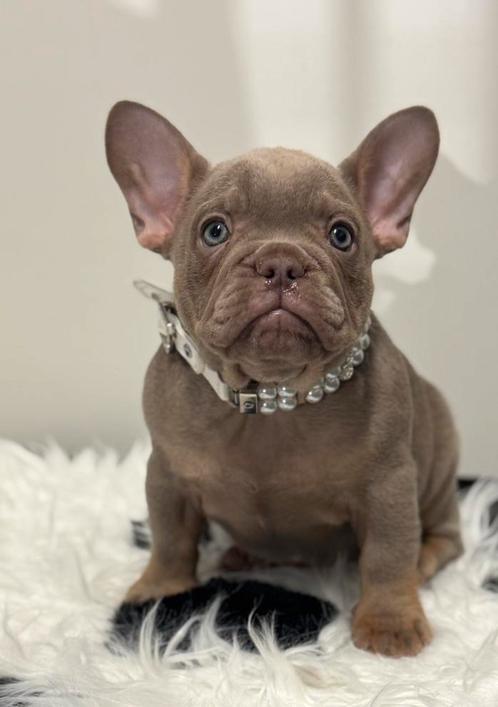 Isabella cherrytan Franse Bulldog pups ( laatste teefje), Dieren en Toebehoren, Honden | Bulldogs, Pinschers en Molossers, Teef