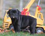 Franse Bulldog, Dieren en Toebehoren, België, CDV (hondenziekte), 8 tot 15 weken, Bulldog