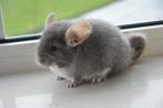chinchilla vrouwtjes, Dieren en Toebehoren, Knaagdieren, Augustus, Vrouwelijk, Chinchilla