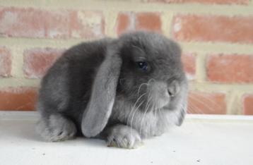 Nederlandse hangoor dwergkonijnen (Gevaccineerd!) beschikbaar voor biedingen